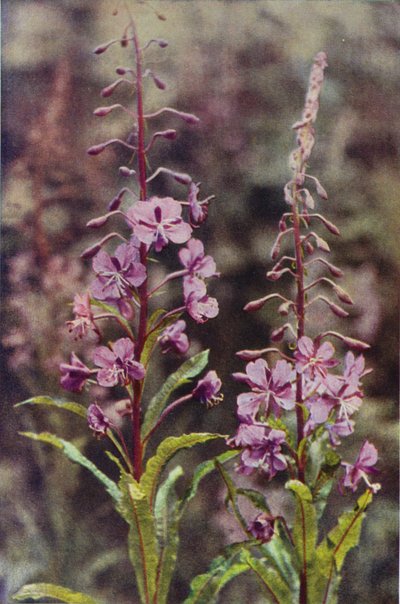 Villikukat: Rose-Bay Willow Herb (värikuva) tekijältä Charles Essenhigh Corke