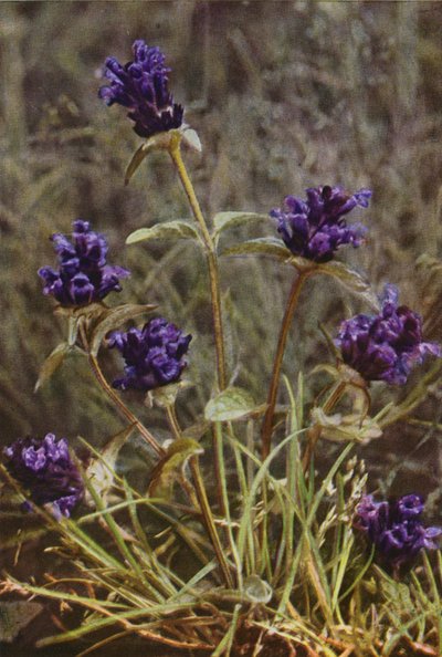 Villikukat: Self-Heal (värikuva) tekijältä Charles Essenhigh Corke