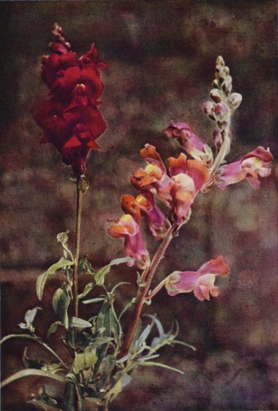 Villikukat: Snapdragon (värikuva) tekijältä Charles Essenhigh Corke