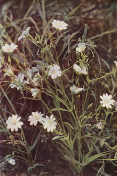 Villikukat: Stitchwort (värikuva) tekijältä Charles Essenhigh Corke