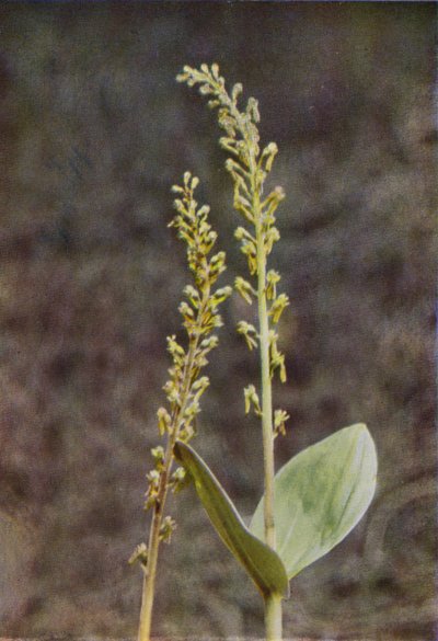 Villikukat: Twayblade (värikuva) tekijältä Charles Essenhigh Corke