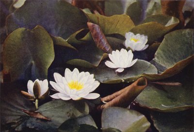 Villikukat: White Water Lily (värikuva) tekijältä Charles Essenhigh Corke