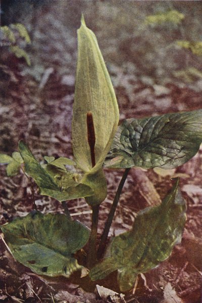Villikukat: Wild Arum (värikuva) tekijältä Charles Essenhigh Corke