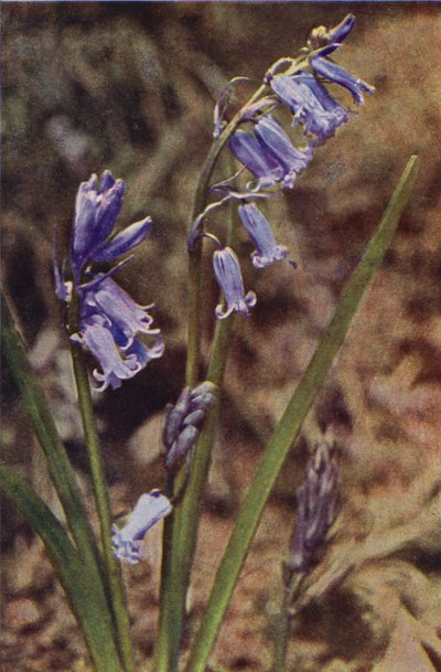 Villikukat: Villihyasintti (värikuva) tekijältä Charles Essenhigh Corke
