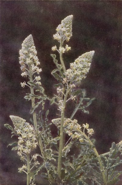 Villikukat: Wild Mignonette (värikuva) tekijältä Charles Essenhigh Corke
