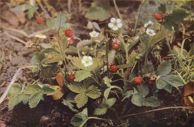 Villikukat: Wild Strawberry (värikuva) tekijältä Charles Essenhigh Corke