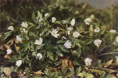 Villikukat: Wood Anemone (värikuva) tekijältä Charles Essenhigh Corke