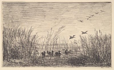 Ducks in the Marshes, [1862], uusintapainos 1921. tekijältä Charles Francois Daubigny