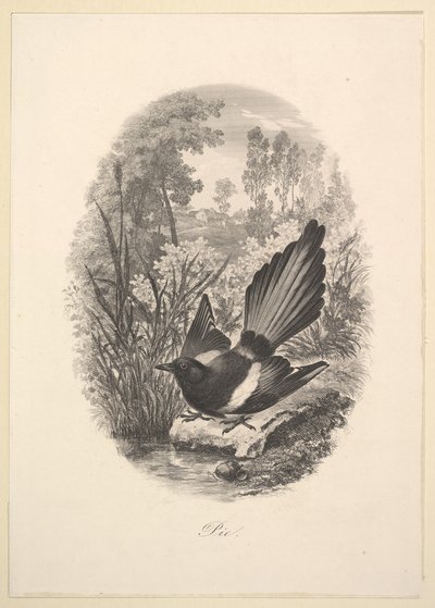 Harakka, 1843. tekijältä Charles Francois Daubigny