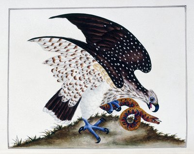 Petolintu ja käärme, 1808-21 tekijältä Charles Hayes