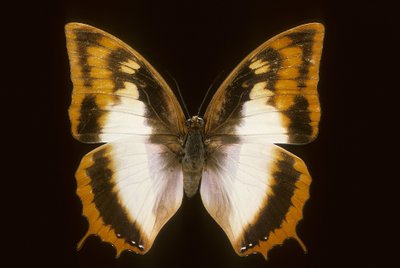 Azota protoclea charaxes tekijältä Augustus Kollner