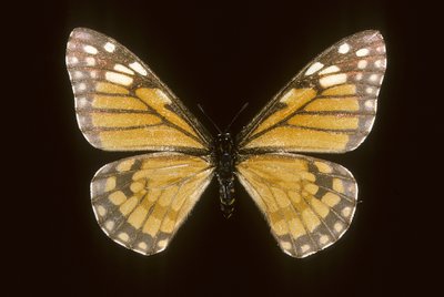 Baronia brevicornis tekijältä Augustus Kollner