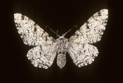 Betularia biston/Birch Phalene tekijältä Augustus Kollner
