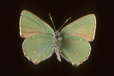 Callophrys rubi/Argus vihreä tekijältä Augustus Kollner