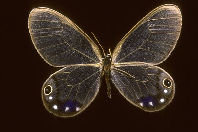 Cithaerias esmeralda/Esmeralda tekijältä Augustus Kollner