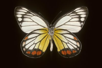 Delias hyparete/mies tekijältä Augustus Kollner