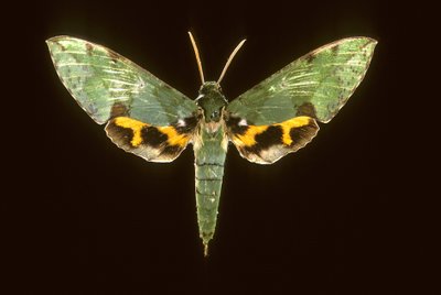 Euchloron megaera/Sfinksinvihreä tekijältä Augustus Kollner