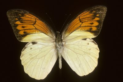 Hebomoia leukippe sulfurea tekijältä Augustus Kollner