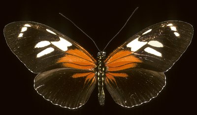 Heliconius burneyi catherina/Heliconie tekijältä Augustus Kollner
