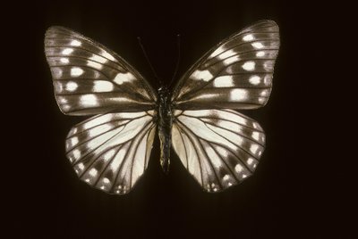 Hestina japonica tekijältä Augustus Kollner