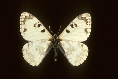 Hypermnestra helios tekijältä Augustus Kollner