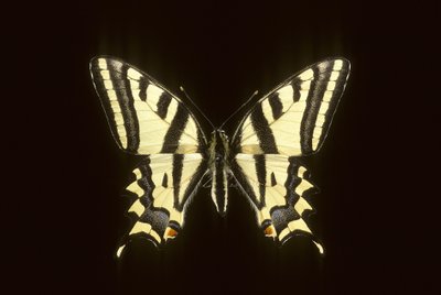 Papilio alexanor/Alexanor tekijältä Augustus Kollner