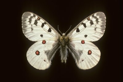 Parnassius phoebus / Pieni Apollo tekijältä Augustus Kollner