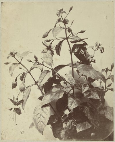 Kukka-asetelma fuksialla tekijältä Charles Hippolyte Aubry
