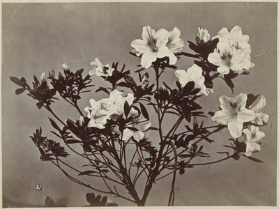 Kukka asetelma liljoilla tekijältä Charles Hippolyte Aubry