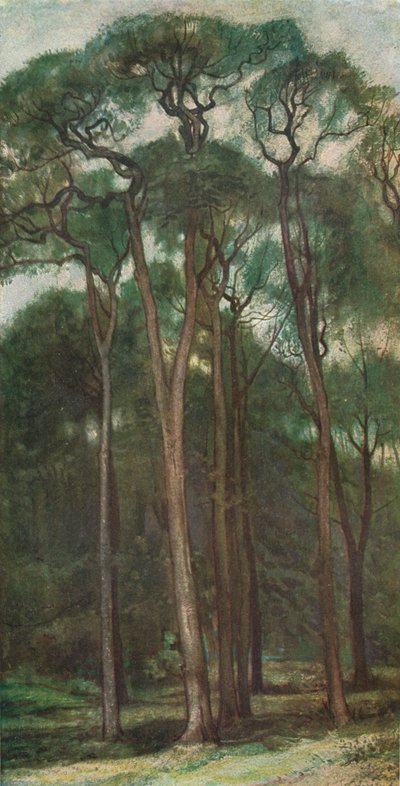 Study of Trees, c1900 1903-1904 tekijältä Charles Holroyd
