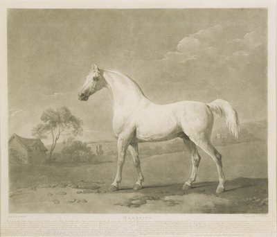 Mambrino, George Stubbsin mukaan, 1788 (mezzotint) tekijältä Charles Howard Hodges