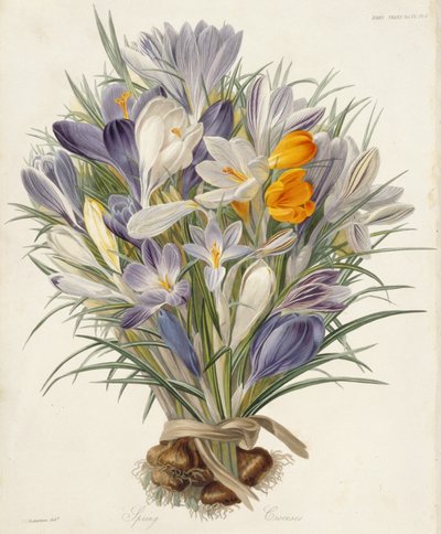 Spring Crocuses, lautanen Transactions of the Horticultural Societysta, Lontoo, osa VII, 1830 (käsinvärinen kaiverrus) tekijältä Charles John Robertson
