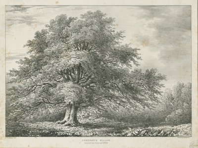 Lichfield - ["Dr. Johnson"] Willow Tree: litografia, nd [1789-1850] tekijältä Charles Joseph Hullmandel