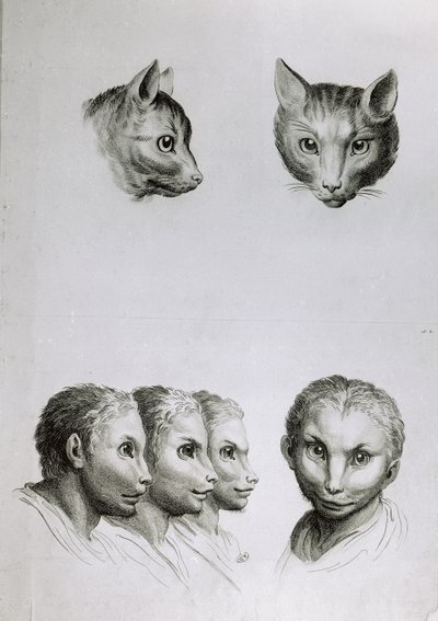 Kissan ja ihmisen pään yhtäläisyyksiä, Le Brunin teoksesta "Livre de portraiture pour ceux qui commencent a dessiner". tekijältä Charles Le Brun