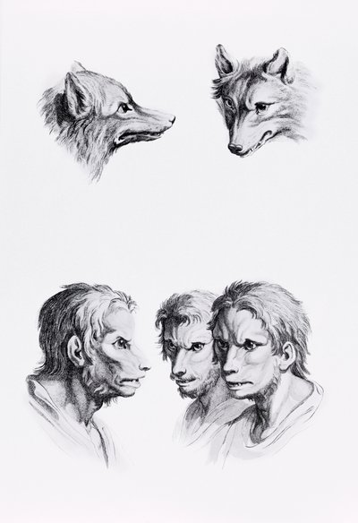 Suden ja ihmisen pään yhtäläisyyksiä, Le Brunin teoksesta "Livre de portraiture pour ceux qui commencent a dessiner". tekijältä Charles Le Brun