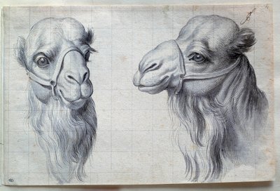 Tutkimuksia kahdesta kamelinpäästä Charles Lebrunin (Le Brun) piirustus (1619-1690) 1600-luku. Himmeä. 0,22x0,32 m. Pariisi, Louvre-museo tekijältä Charles Le Brun