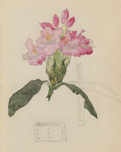 Rhododendronin tutkimus tekijältä Charles Rennie and MacDonald Mackintosh Margaret Mackintosh