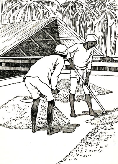 Kaakaon kuivaus, 1912 tekijältä Charles Robinson
