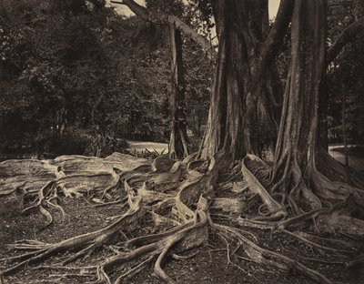 Kumipuu, Assam, Intia (Ficus Elastica) tekijältä Charles T. Scowen