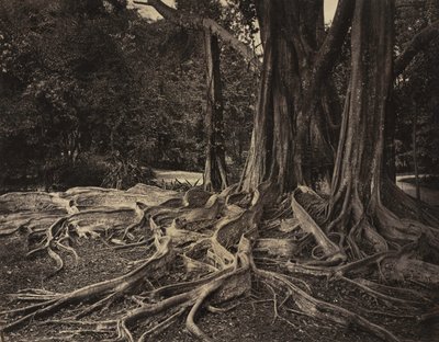Kumipuu, Assam, Intia Ficus Elastica, noin 1880-luku. tekijältä Charles T. Scowen