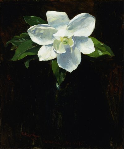 Magnolia tekijältä Charles Walter Stetson