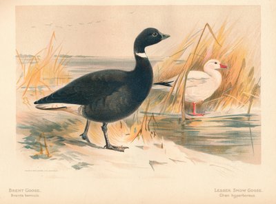 Brent Goose Branta bernicla, Lesser Snow Goose Chen hyperboreus, 1900, 1900 tekijältä Charles Whymper