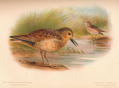 Buff-Breasted Sandpiper Tringites rufescns, Bartrams Sandpiper Bartramia longicauda, 1900, 1 tekijältä Charles Whymper
