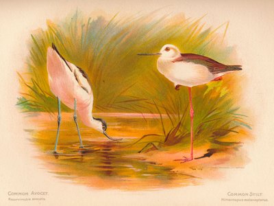 Common Avocet Recurvirostra avocetta, Common Stilt Himantopus melanopterus, 1900, 1900 tekijältä Charles Whymper