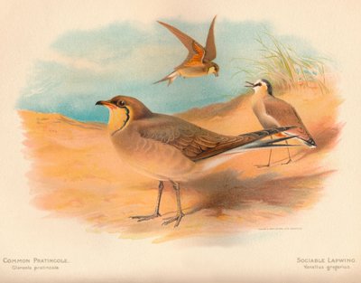 Harvinainen pratincole Glareola pratincola, seurallinen kihre Vanellus gregarius, 1900, 1900 tekijältä Charles Whymper