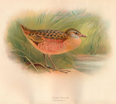 Corn Crake Crex pratensis, 1900, 1900 tekijältä Charles Whymper