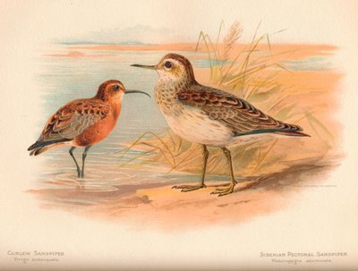 Curlew Sandpiper Tringa subarquata, Siperian rintapiippu Heteropygia acuminata, 1900, tekijältä Charles Whymper