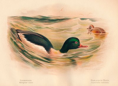 Goosander Merganser pyörä, Harlequin Duck Cosmonetta histrionica, 1900, 1900 tekijältä Charles Whymper