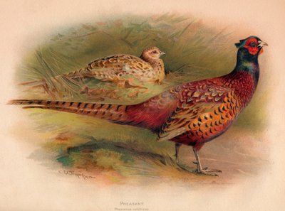 Fasaani Phasianus colchicus, 1900, 1900 tekijältä Charles Whymper
