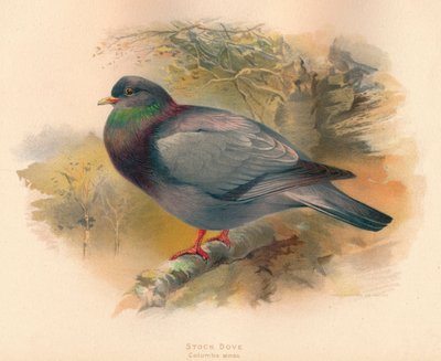 Stock Dove Columba aenas, 1900, 1900 tekijältä Charles Whymper